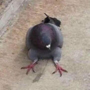 This Pigeon